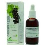 Extracto de grosellero negro soria natural